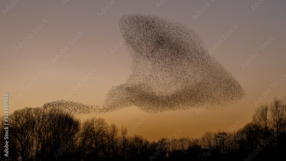 Obraz premium The Murmurations of Starlings in evening light