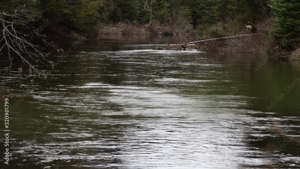 nice look at a calm section of the oxtongue river. nice look at a calm section of the oxtongue river.