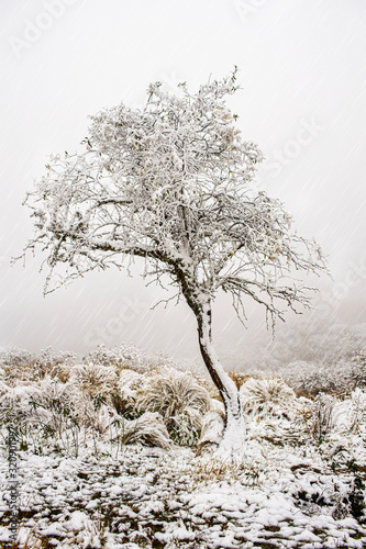 Snow