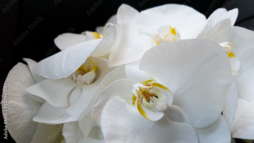 Beautiful large white Orchid flowers in a bouquet. Wedding bouquet for a wedding, anniversary, holiday, Valentine's Day. Delicate large petals. Selective focus, close-up shot Beautiful large white Orchid flowers in a bouquet. Wedding bouquet for a wedding, anniversary, holiday, Valentine's Day. Delicate large petals. Selective focus, close-up shot