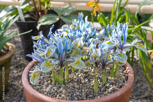 Photo Dwarf iris flowers Katherine Hodgkin grow in a pot.