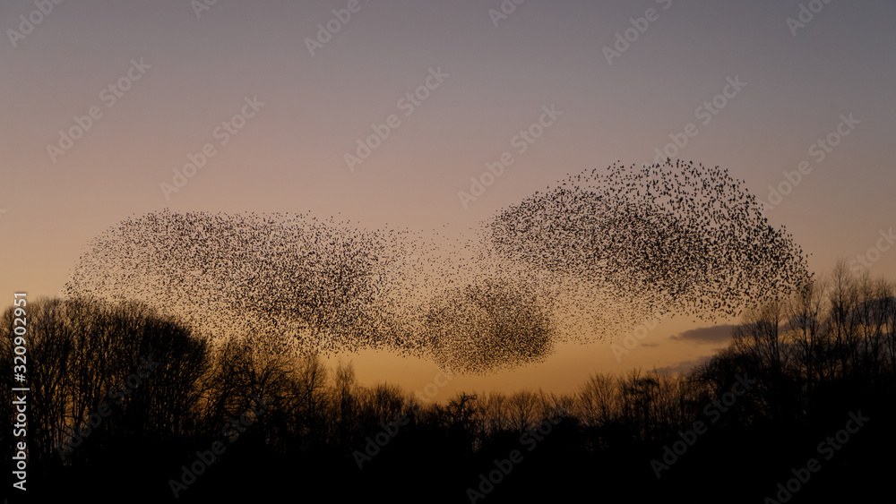 The Murmurations of Starlings in evening light