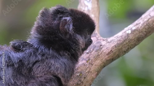 A Goeldi monkey on a tree branch, looking around - close up photo