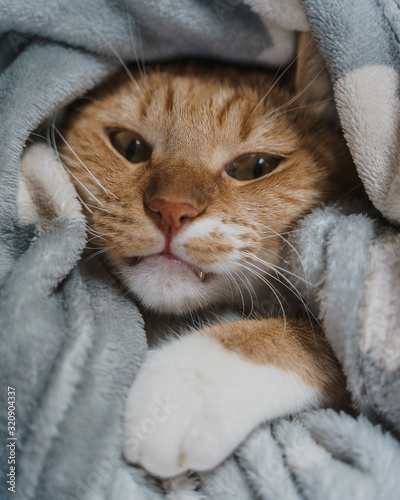 Fototapeta Naklejka Na Ścianę i Meble -  Tenero gatto rosso riposa sotto le coperte