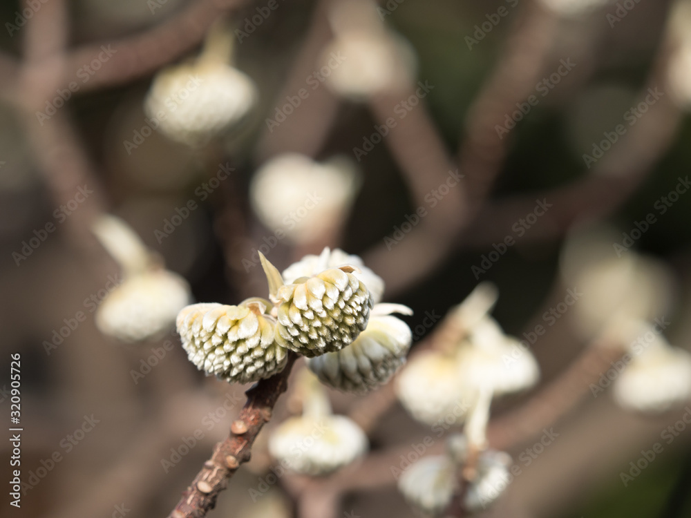 ミツマタの蕾 ミツマタの蕾