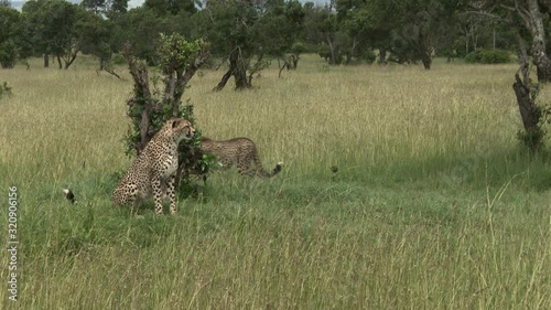 Cheetah (Acinonyx jubatus)  one sitting on a hill, other joining him, Masai Mara, Kenya photo