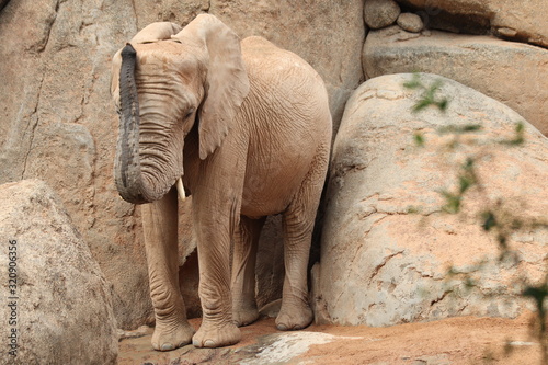 African elephant at the zoo