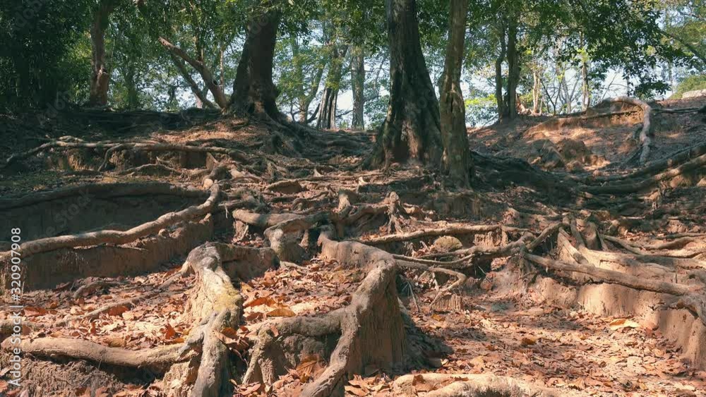 Tilt Shot of a System of Complex Exposed Tree Roots in the Dirt Tilt Shot of a System of Complex Exposed Tree Roots in the Dirt