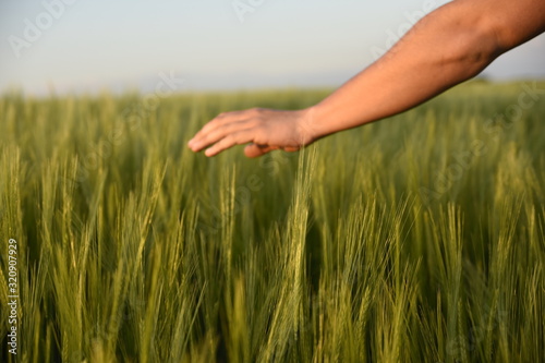  hand caressing the grass on the countryside