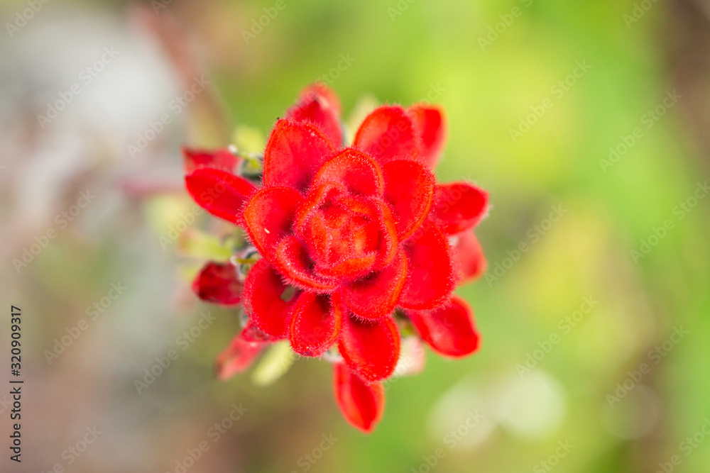 Fototapeta premium el terrero