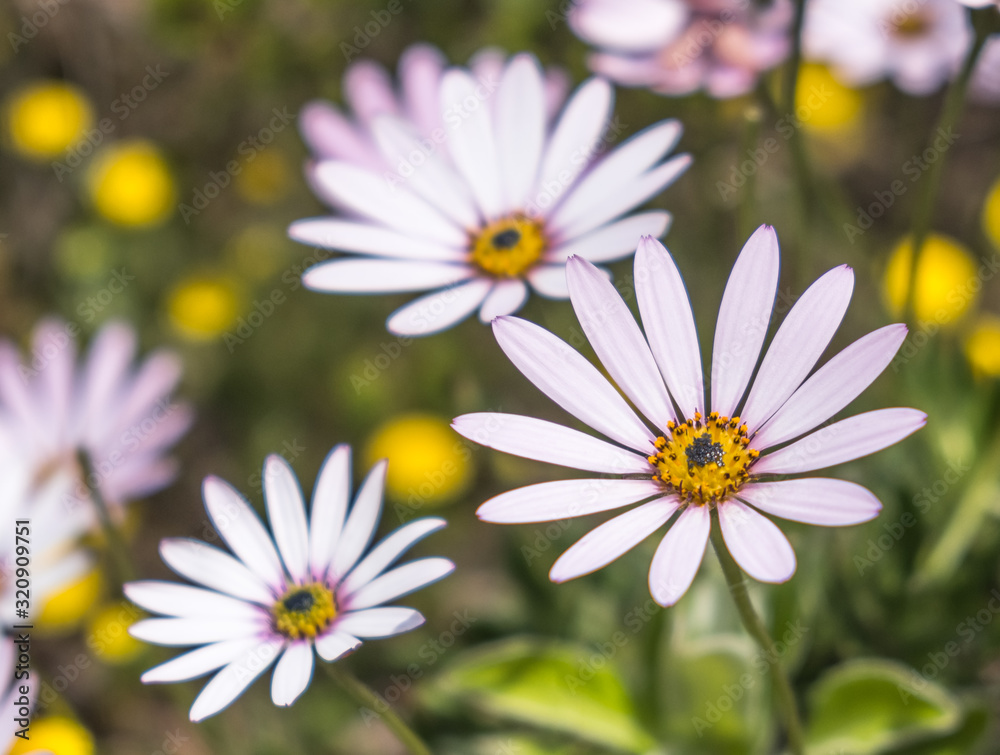 White daisy (Dimorphotheca pluvialis) flowers White daisy (Dimorphotheca pluvialis) flowers