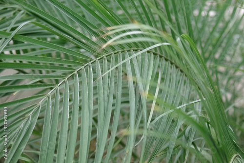 Full frame close-up view of palm leaves