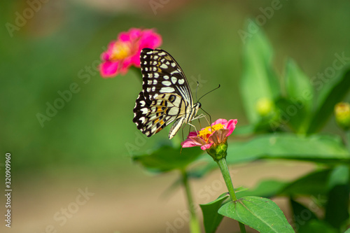 Butterfly flying Wild flowers of clover and butterfly in a meadow in nature in the rays of sunlight in summer in the spring close-up of a macro. A picturesque colorful artistic image with a soft focus © gunungkawi