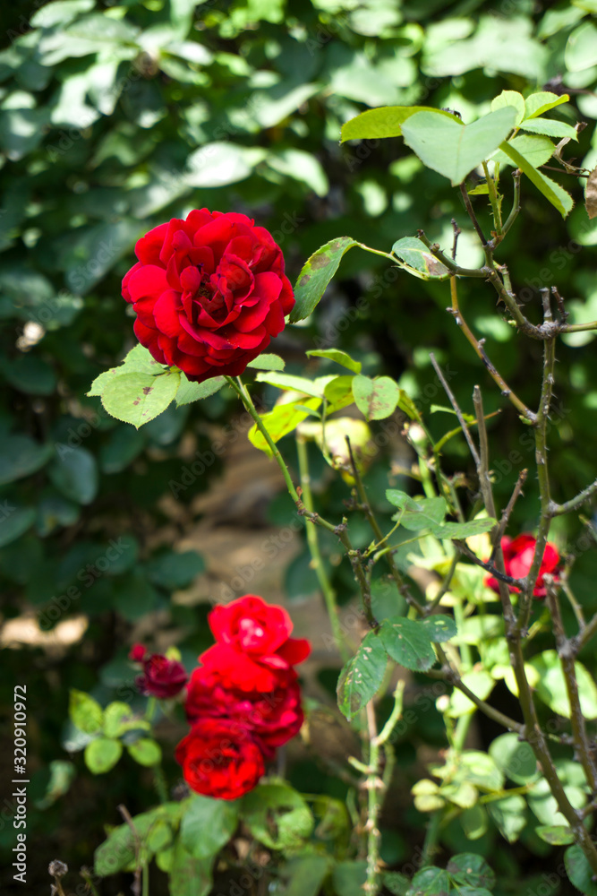Red roses blooming in garden at warm sunny summer day with green trees and greenery forest landscape. Amazing view of bright vibrant beautiful flower leaf wallpaper concept, colorful background. Red roses blooming in garden at warm sunny summer day with green trees and greenery forest landscape. Amazing view of bright vibrant beautiful flower leaf wallpaper concept, colorful background.