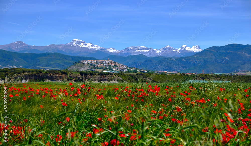 Landscape in Aragon region, with field of poppies leading to a small village and snow capped pyrenees in background Landscape in Aragon region, with field of poppies leading to a small village and snow capped pyrenees in background