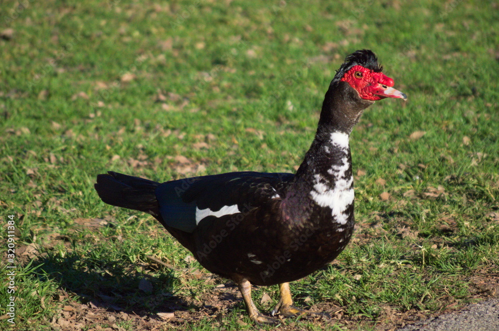A duck standing on the grass of a park A duck standing on the grass of a park
