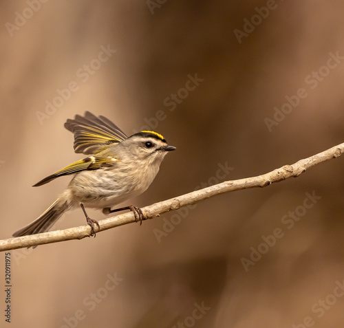 Golden - Crown Kinglet
