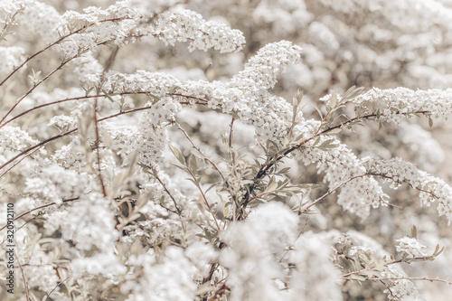 Close up of white beautiful spiraea flowers © dmitri_gromov