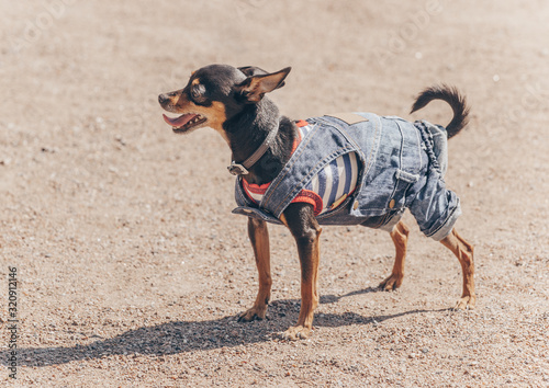 Cute Russian toy terrier in clothes outdoor