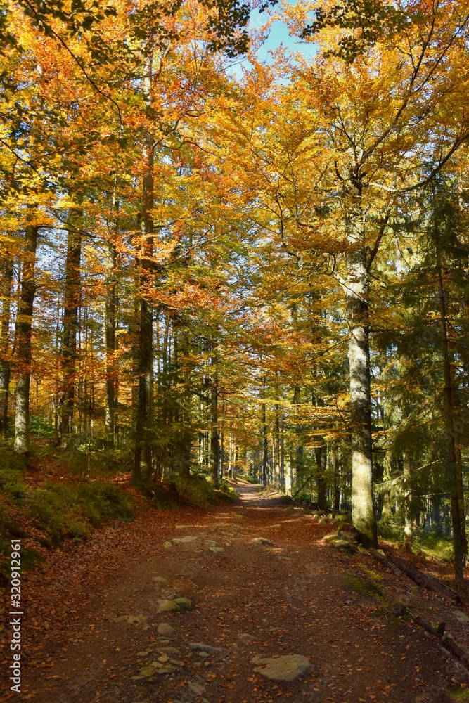 Autumn in Sumava national park - Czechia