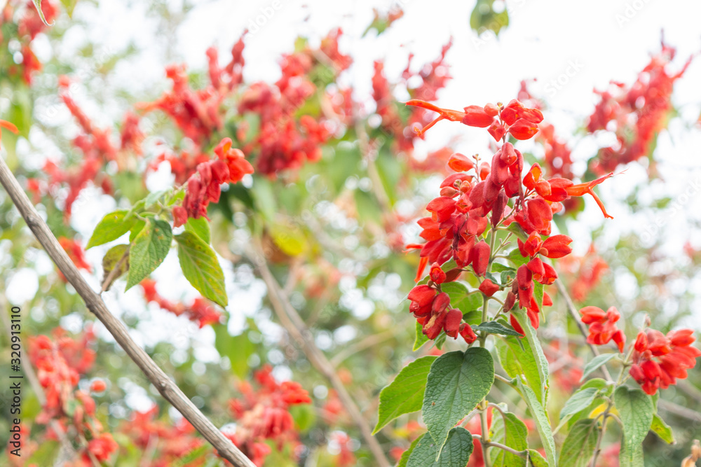 Obraz premium el terrero