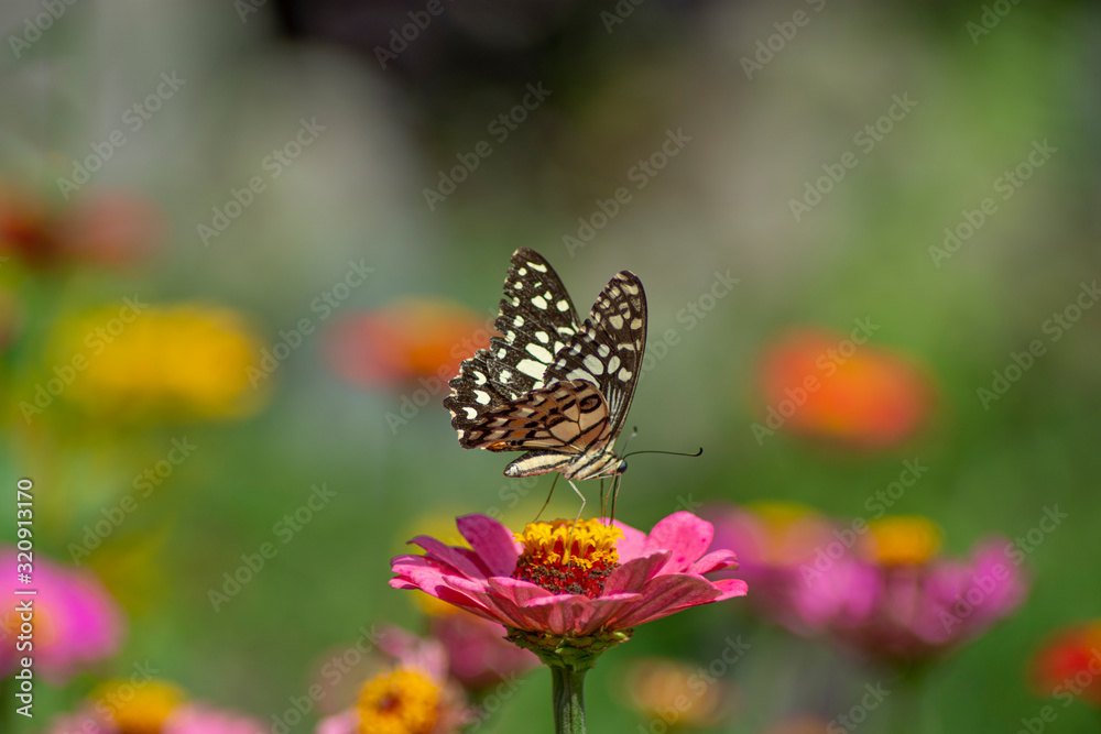 Fototapeta premium Butterfly flying Wild flowers of clover and butterfly in a meadow in nature in the rays of sunlight in summer in the spring close-up of a macro. A picturesque colorful artistic image with a soft focus