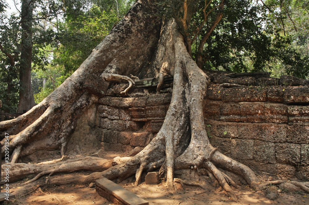 Fototapeta premium Ta Prohm temple at Angkor. Siem Reap province. Cambodia