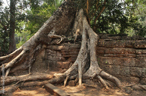 Ta Prohm temple at Angkor. Siem Reap province. Cambodia photo