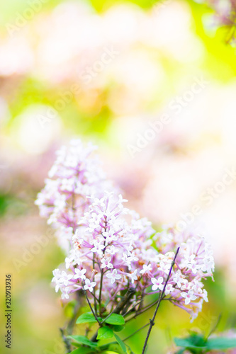 Spring branch of blossoming lilac. Lilac flowers bunch over blurred background. Purple lilac flower with blurred green leaves. Valentine's day. Copy space