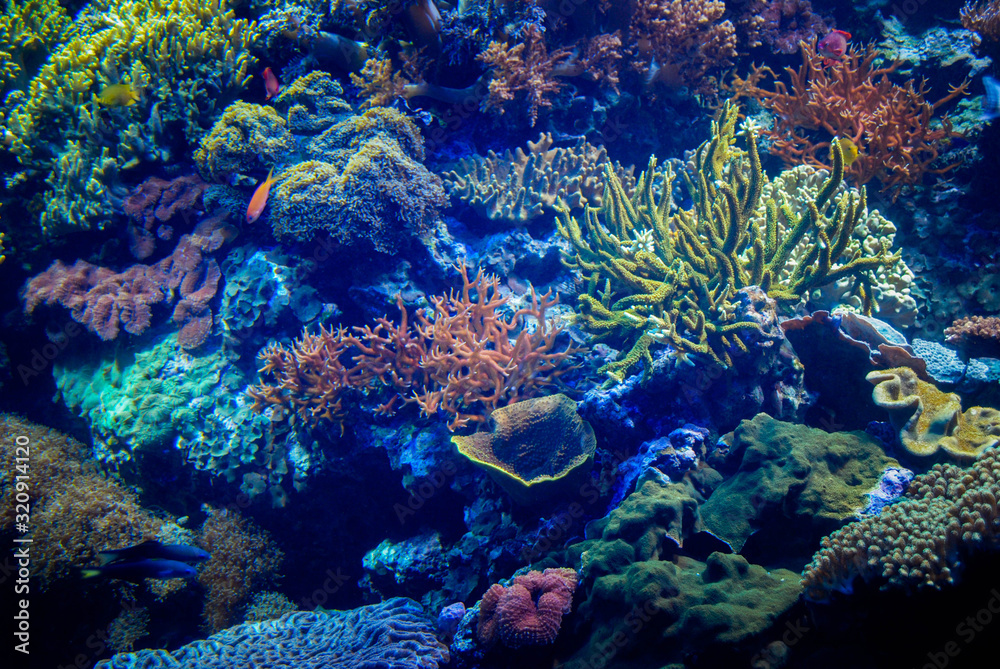 Fototapeta premium Beautiful algae and corals with bright colorful fish in the aquarium.