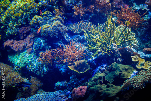 Beautiful algae and corals with bright colorful fish in the aquarium.