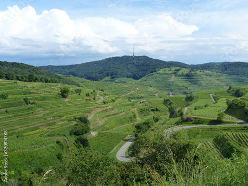 Weinberge im Kaiserstuhl mit Blick zum Tuniberg