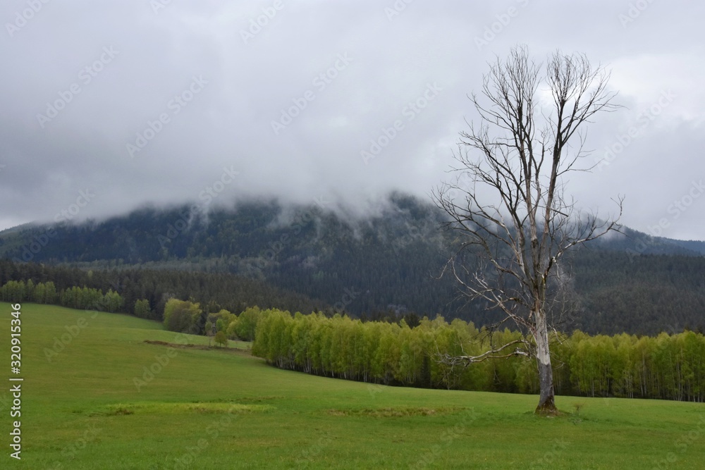 Alone tree in field - national park Sumava- Czech republic Alone tree in field - national park Sumava- Czech republic