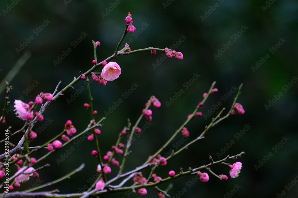 plum flower plum flower