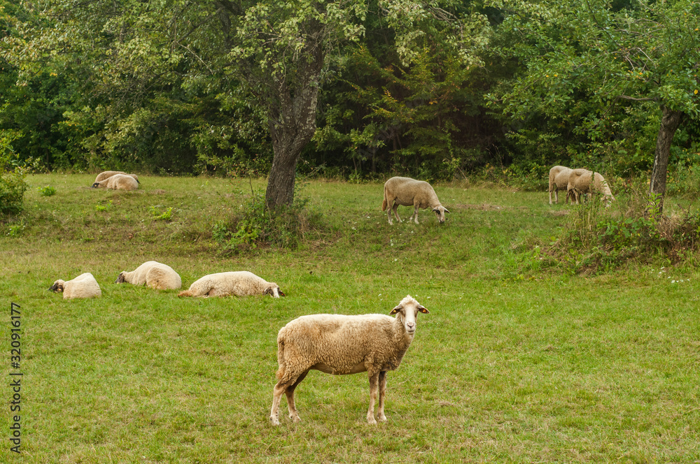 Flock of sheep grazing in green grass summer mountain meadow Flock of sheep grazing in green grass summer mountain meadow