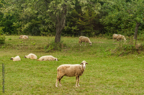 Flock of sheep grazing in green grass summer mountain meadow