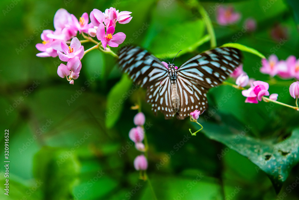 Obraz premium Tirumala septentrionis, the dark blue tiger butterfly