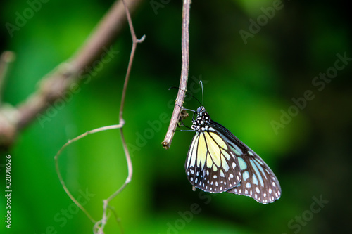 Ceylon blue glassy tiger butterfly photo