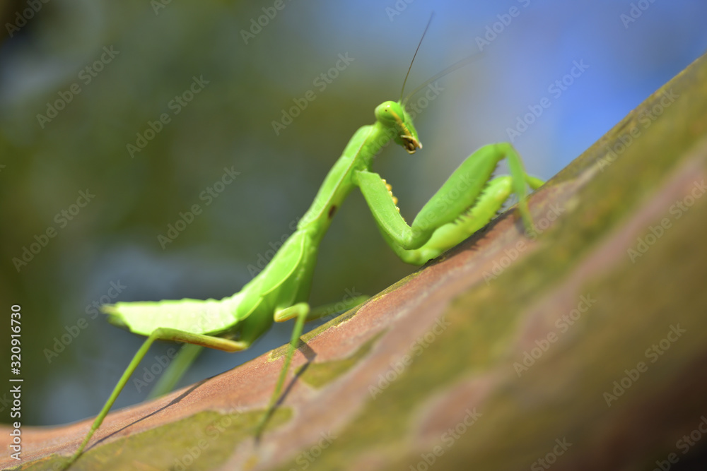 Close up of the Praying Mantis Close up of the Praying Mantis