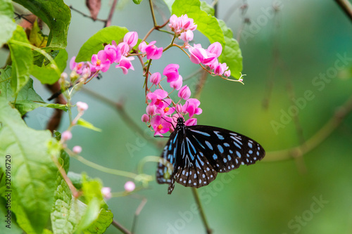 Tirumala septentrionis, the dark blue tiger butterfly photo