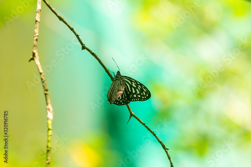 Ceylon blue glassy tiger butterfly photo