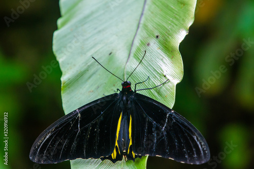 Common birdwing butterfly in black and yellow photo