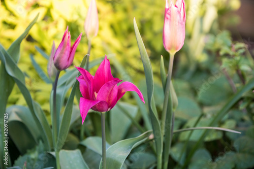 Beautiful colorful tulips. Tulip Whispering dream growing in spring garden. Pink lily shaped tulips photo