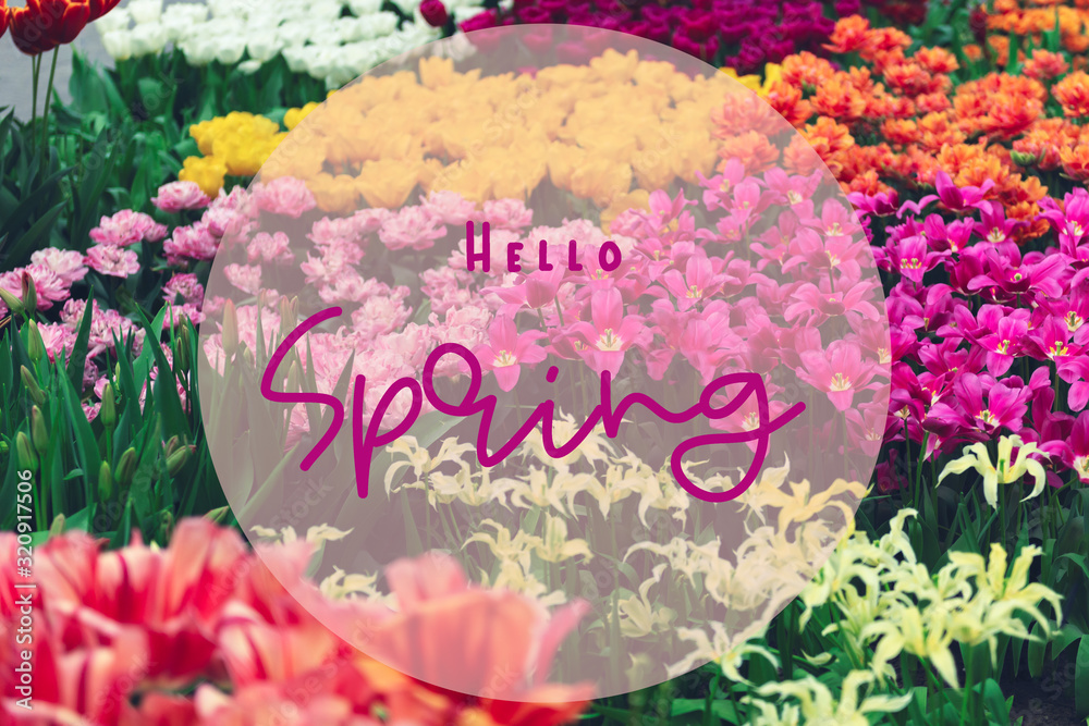 Fototapeta premium Flowerbeds of blossoming tulips