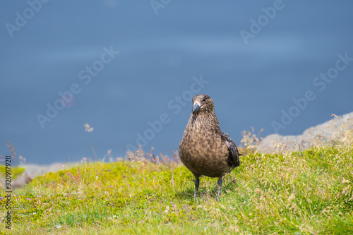 The great skua bird sitting on grass on Ingolfshofdi cape in Iceland photo