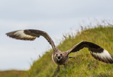 The great skua bird flying on Cape Ingolfshofdi in Iceland