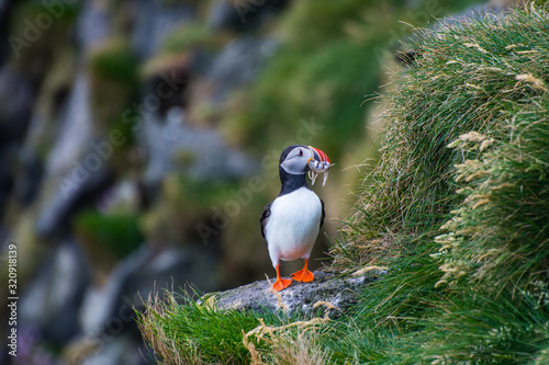 Puffin holding fish in its mouth in the cliffs of Ingolfshofdi cape in Iceland
