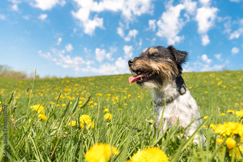 Jack Russell Terrier dog 3 years old sitting in a green spring meadow Jack Russell Terrier dog 3 years old sitting in a green spring meadow