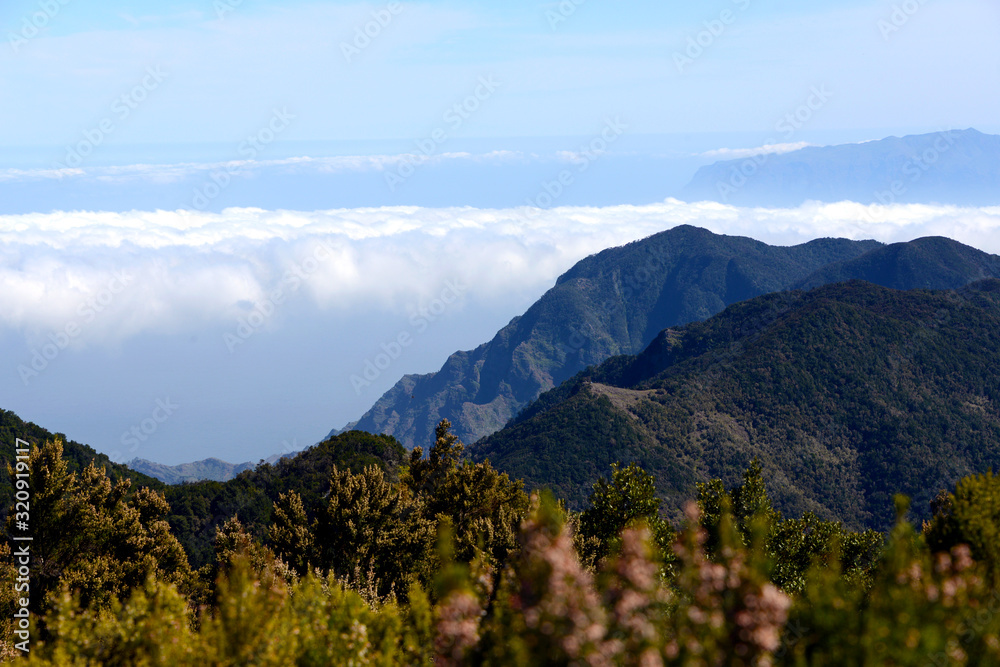 humid fog forest in the mountains of inland La Gomera 
