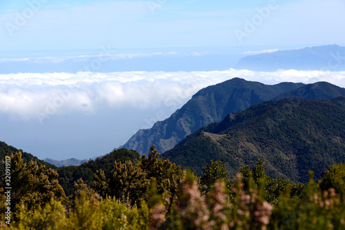 humid fog forest in the mountains of inland La Gomera 